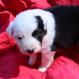 Pringles - Black tri-color female Australian Shepherd puppy in Laurel, Mississippi from Reeves Australian Shepherds
