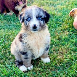 Luxe - Blue merle female Australian Shepherd puppy in Mineral Wells, Texas from A6 Australian Shepards