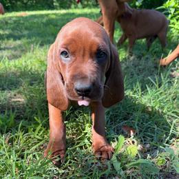 Talker - Red male Redbone Coonhound puppy in Cunningham, Tennessee from Redbone Ranch
