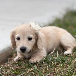 Miss yellow - Cream female Dachshund puppy in Clarksville, Tennessee from Lala’s Pups