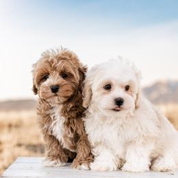Goldendoodles, Havanese, and Havapoos from Lady Paws Puppies