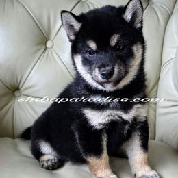 Tumi - Black and tan female Shiba Inu puppy in Tualatin, Oregon from Shiba Paradise
