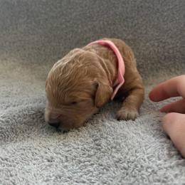 Daenerys - Red  female Goldendoodle puppy in Richmond, Texas from Harper’s Heartbeats