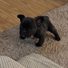 Poppy - Brindle and white female French Bulldog puppy in Alabama from Southern Bulldogs