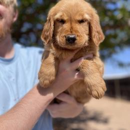 Golden Retriever Puppies from K&N Golden Retriever Companion