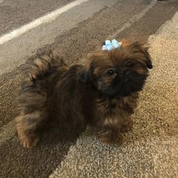 Shih Tzu Puppies from Little Miracles Shih Tzu