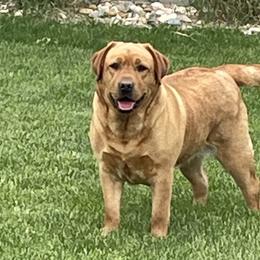 Labrador Retrievers from Davelaar English Labradors
