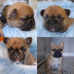 French Bulldog Puppies from Legend French Bulldogs
