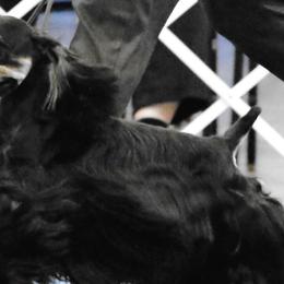 Cocker Spaniels from Dee Torgerson Rismyhr