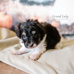 Cinderella - Brown female Schnoodle puppy in Grove, Oklahoma from Grand Lake Poodles & Doodles
