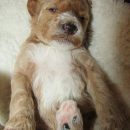 Goldendoodle and Poodle Puppies from David & Patricia Elliott