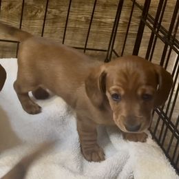 Dachshund Puppies from Adorable Mini Dachshund Breeder