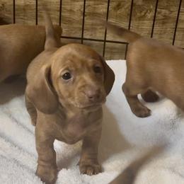 Dachshund Puppies from Adorable Mini Dachshund Breeder