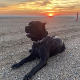 Charlie - Cane Corso