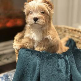 Biewer Terrier and Russian Salon Dog Puppies from Petit Bijou