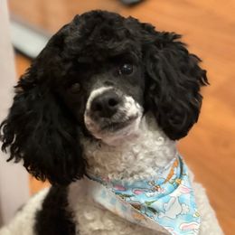 Captain - Poodle