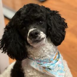 Captain - Poodle