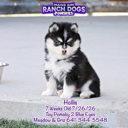 Hollis - Black and white male Pomsky puppy in Humeston, Iowa from M.A.R. Dogs