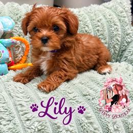 Lily - Brown female Maltipoo puppy in Concord, California from Puppy Boutique