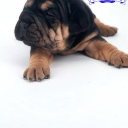 Chinese Shar-Pei, Cocker Spaniel, and Companion Cross Puppies from Mini Hippo Land