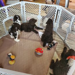 Poodle Puppies from Edith and Company Fantastic Standard Poodle Life