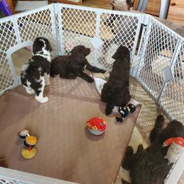 Poodle Puppies from Edith and Company Fantastic Standard Poodle Life