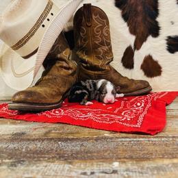 'Nora' - Blue merle female Australian Shepherd puppy in Durand, Wisconsin from Larson’s Legacy Aussome Aussie Kennels