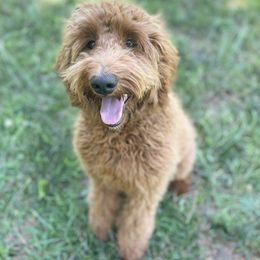 Goldendoodles from Blue Ridge Goldens
