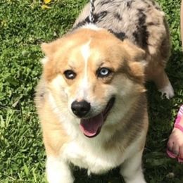 Marley - American Corgi