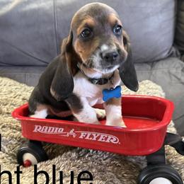 Basset Hounds from virene Shaffer