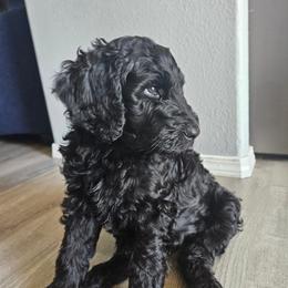 Goldendoodle Puppies from Lucy's Golden Doodles