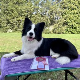 Beatle  - Border Collie