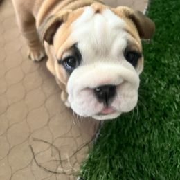 Shadow - Red and white female Bulldog puppy in Hobe Sound, Florida from Amanda’s Bullies