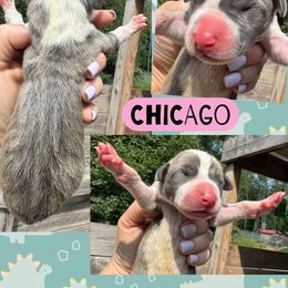 CHICAGO - Mantle female Great Dane puppy in Bolivar, New York from Prophecy Danes