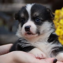 Gazelle - Black and tan female Pembroke Welsh Corgi puppy in Pollock, Missouri from Northstar