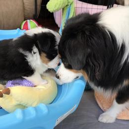 Miniature American Shepherd Puppies from All About Me Miniature American Shepherds