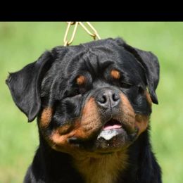 Rottweilers from Vom Haus Jonas Rottweilers