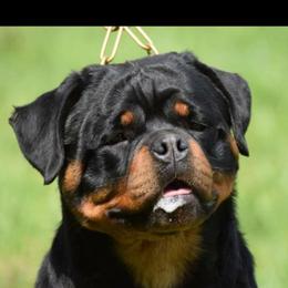 Rottweilers from Vom Haus Jonas Rottweilers