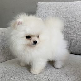 Cloud - White male Pomeranian puppy in Citrus Heights, California from Yev and Marina's Pomeranians (AKC)