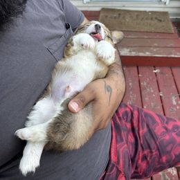 Pembroke Welsh Corgi Puppies from Alegandra’s Pembroke Welsh Corgis