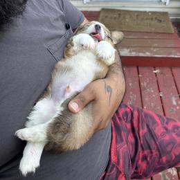 Pembroke Welsh Corgi Puppies from Alegandra’s Pembroke Welsh Corgis