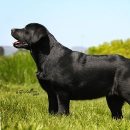 Labrador Retriever Puppies from Caerleon Ranch