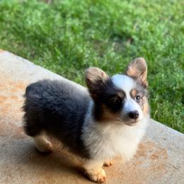 Willow - Pembroke Welsh Corgi