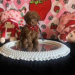 Assorted Doodle Crosses, Maltese, and Poodle Puppies from House of Poodles