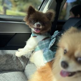 Athena - Pomeranian