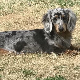 Minnie - Dachshund