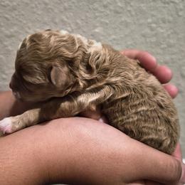 Maple - Brown male Poodle puppy in Chandler, Arizona from Fabi Poodle