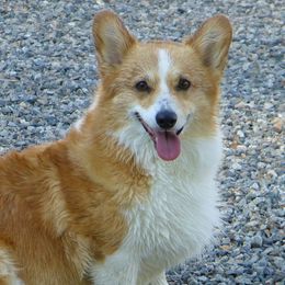 Pembroke Welsh Corgis from Amy Denton's Pembroke Welsh Corgis