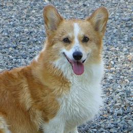 Pembroke Welsh Corgis from Amy Denton's Pembroke Welsh Corgis
