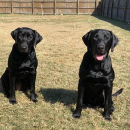 Labrador Retriever All Grown Up from Broneck Kennels LLC